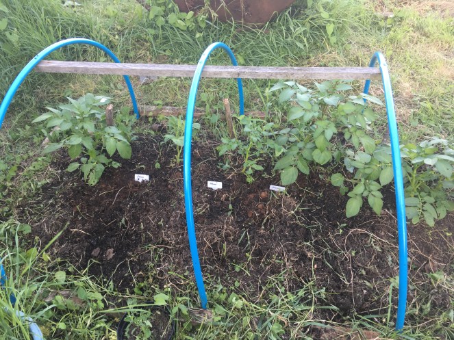 Potato plant gardening allotment