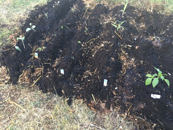 Carrot parsnip broccoli growing allotment 