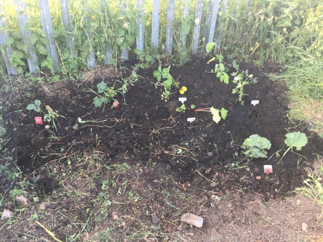 Strawberry raspberry plant growing allotment