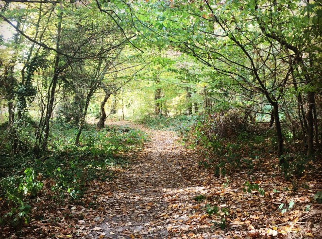woods autumn fall walk