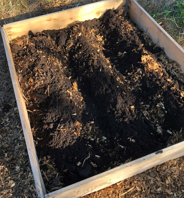 victory garden carrot