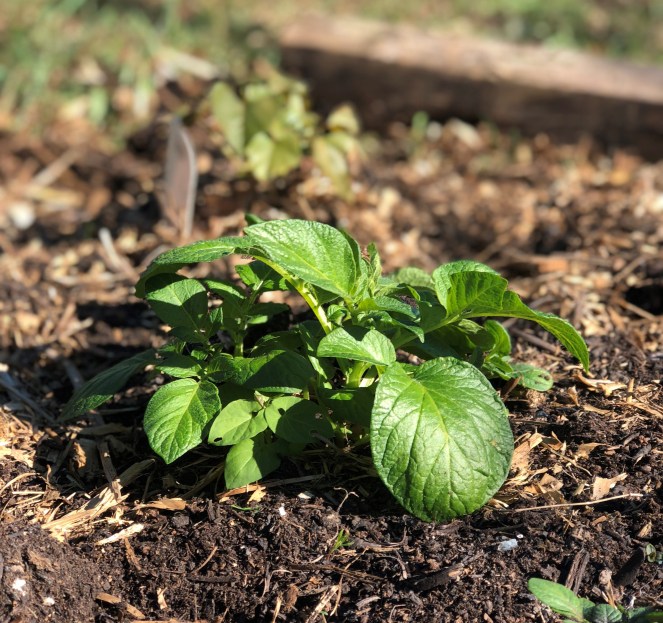victory garden potato plant